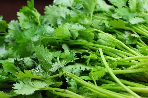 研究表明,这或许是与人体基因有关_影响_芫荽_受体