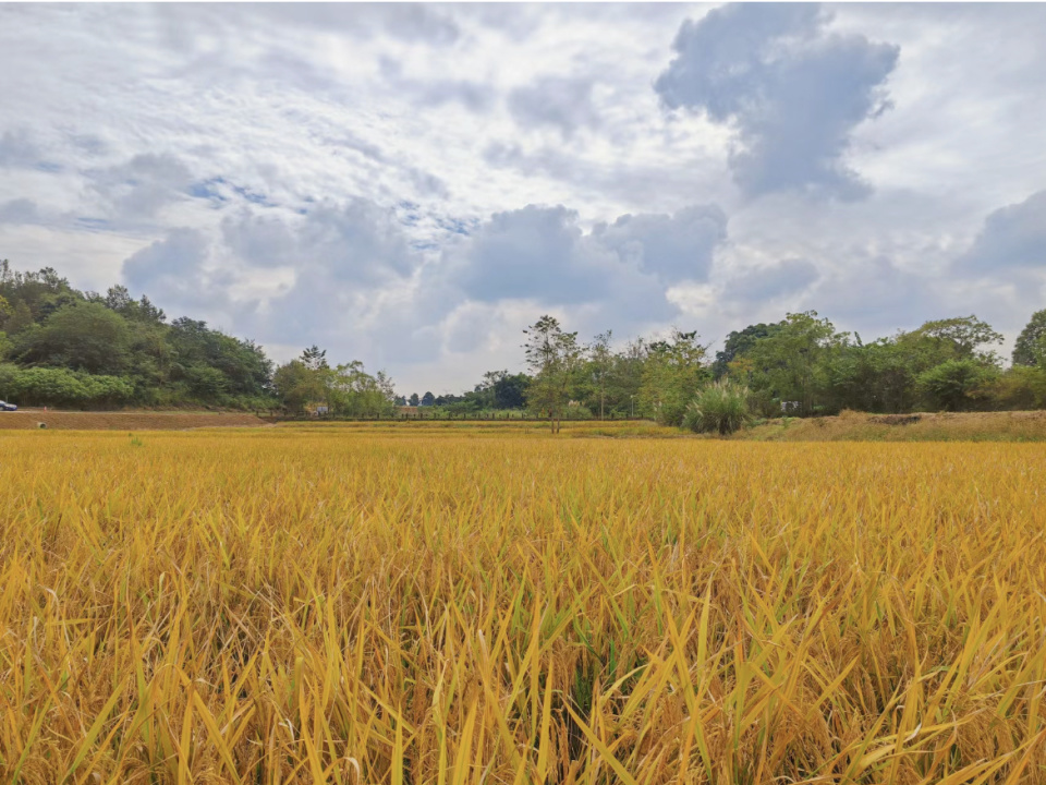 成都少有人知的秋景打卡地,一望无际的金色稻田,约上朋友赶紧来_新村