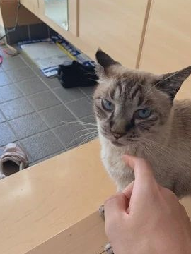 台风侵袭之日,自家胖橘猫竟带好朋友回家避难…… 台风侵袭之日,自家胖橘猫竟带好朋友回家避难……