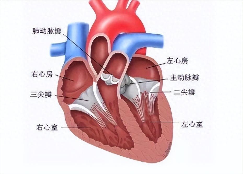警惕心脏瓣膜病 出现这些症状拖不得