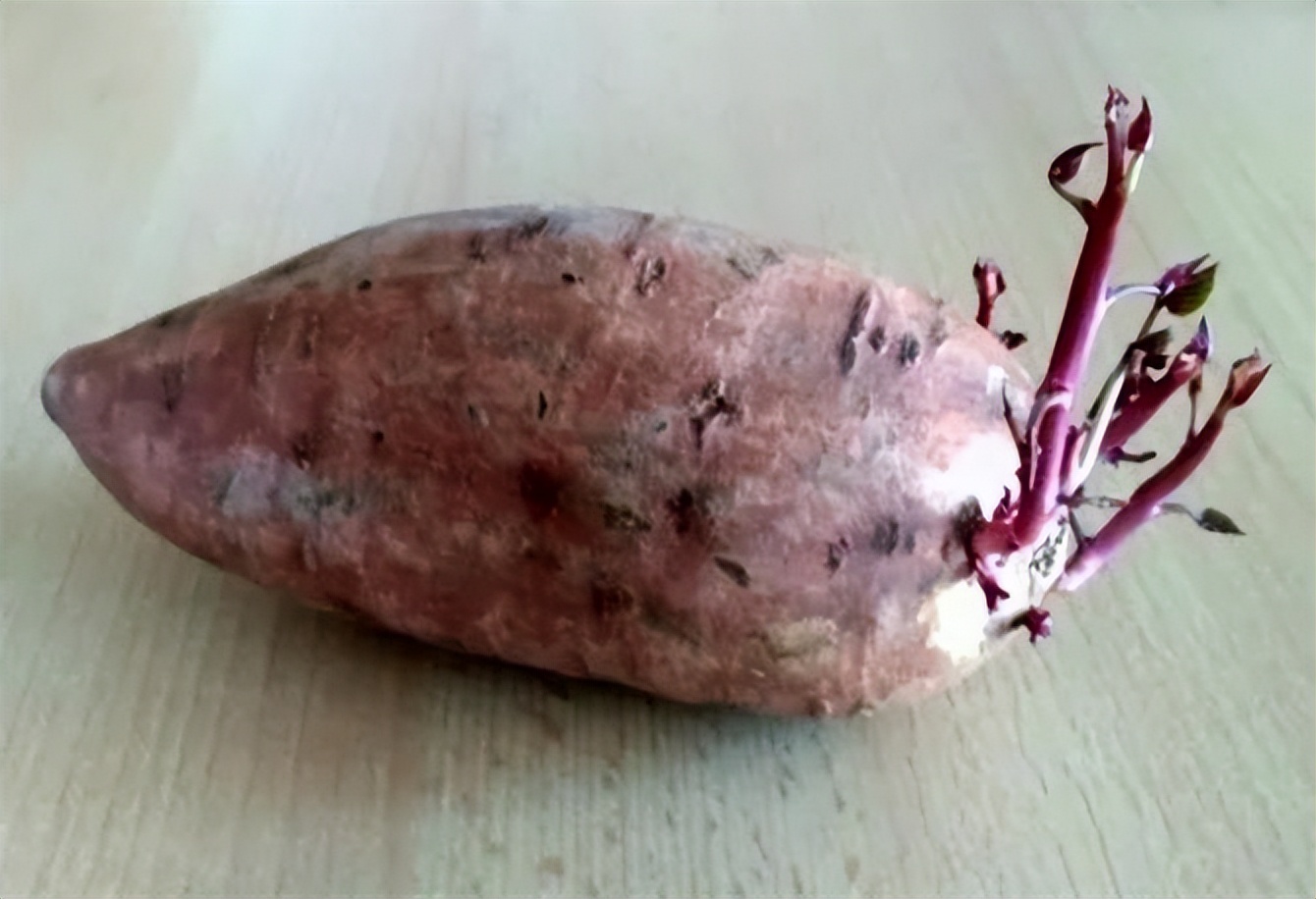 红薯发芽了还能吃吗？发芽的地瓜有没有毒？如何避免地瓜发芽 -第5张图片-趣盘玩