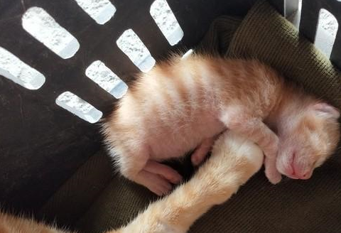 小猫听到铁盆声音，立马乖乖跳进去，网友：奶奶的最强猫咪召唤术 