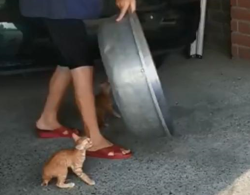 小猫听到铁盆声音，立马乖乖跳进去，网友：奶奶的最强猫咪召唤术 