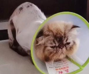 路遇一只流浪加菲猫,身体瘦弱眼睛感染,被救后成了粘人猫 路遇一只流浪加菲猫,身体瘦弱眼睛感染,被救后成了粘人猫