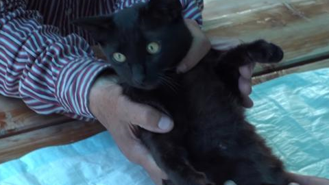 “痴情”猫为爱2次离家出走,8小时走了8000米,只为陪在伴侣身边 “痴情”猫为爱2次离家出走,8小时走了8000米,只为陪在伴侣身边