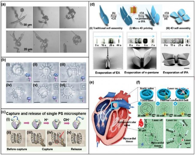 南方科技大学等:基于双光子聚合的4d打印及其应用_技术_机器人_结构