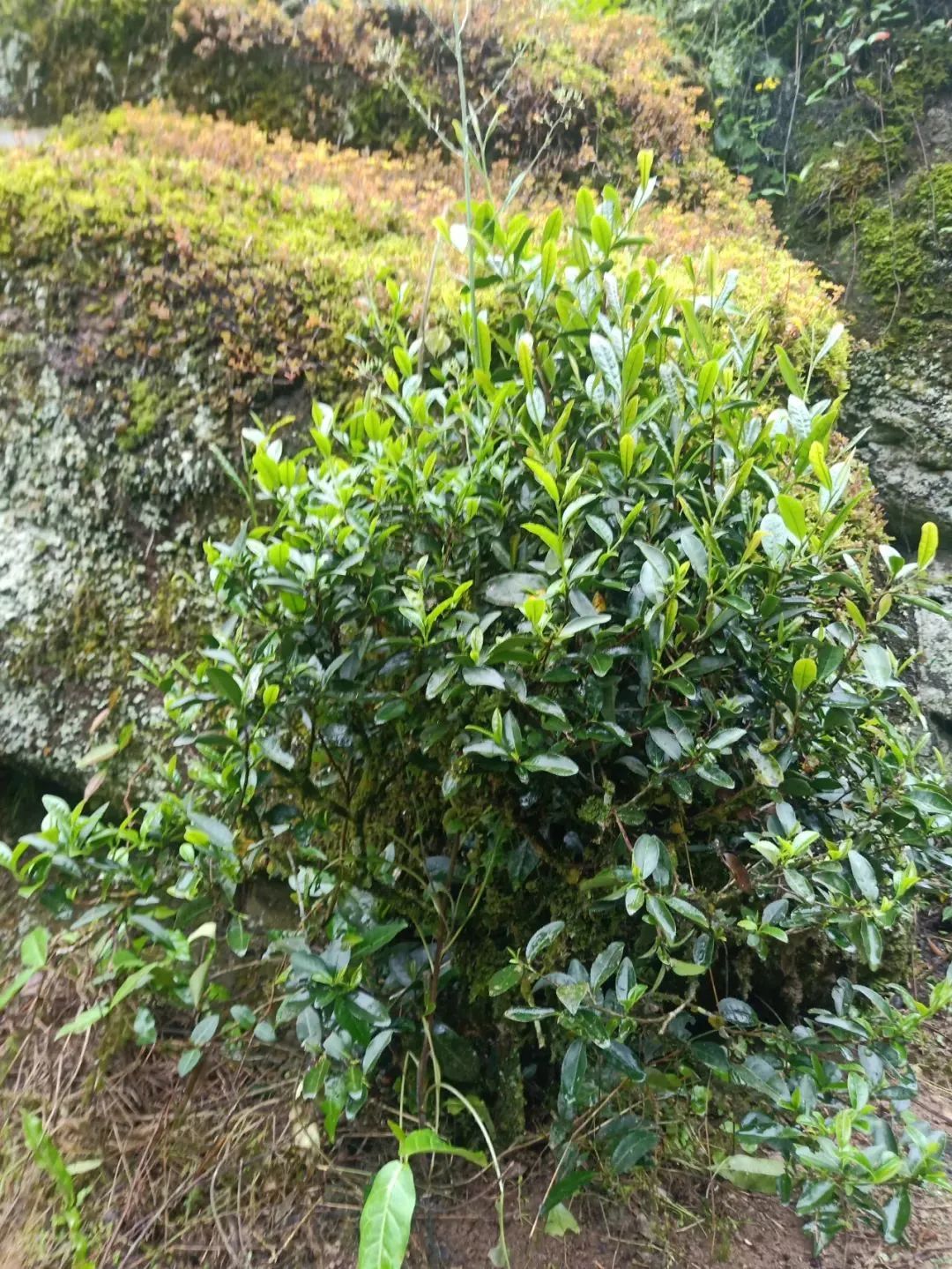 武夷茶之母-菜茶奇种_茶树_品种_宋元时