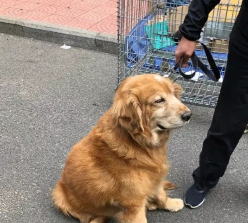 网友正在逗金毛玩,却被金毛咬住袖口,金毛:你袖子上有火腿肠味 网友正在逗金毛玩,却被金毛咬住袖口,金毛:你袖子上有火腿肠味
