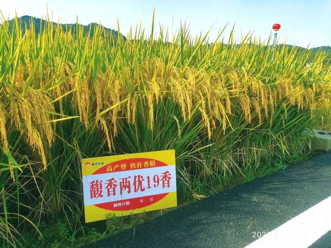 垦稻1866水稻品种简介图片