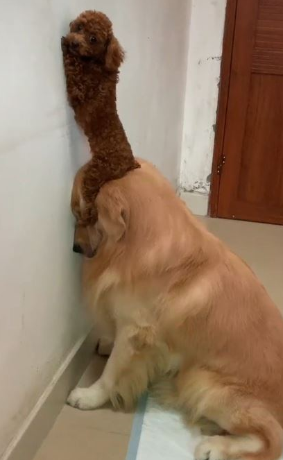 金毛犬被罚坐尿盆面壁露无辜脸 网友见身后“尸体堆”爆笑 金毛犬被罚坐尿盆面壁露无辜脸 网友见身后“尸体堆”爆笑