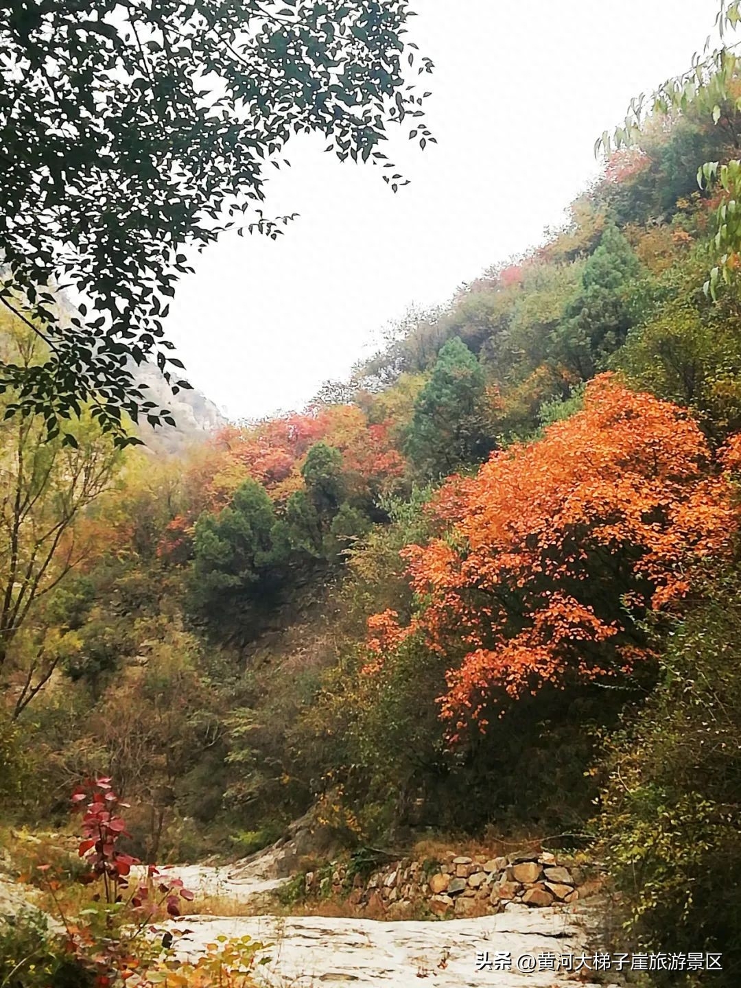 霜降 |山西黄河大梯子崖邀您登天梯 跃龙门 共赏深秋风采