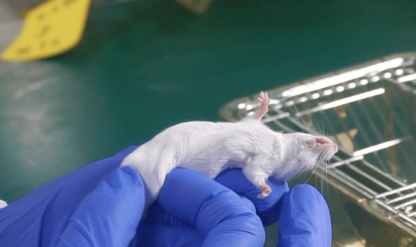 实操视频 | 小鼠肌肉注射操作和注意细节_实验_药物_坐骨神经