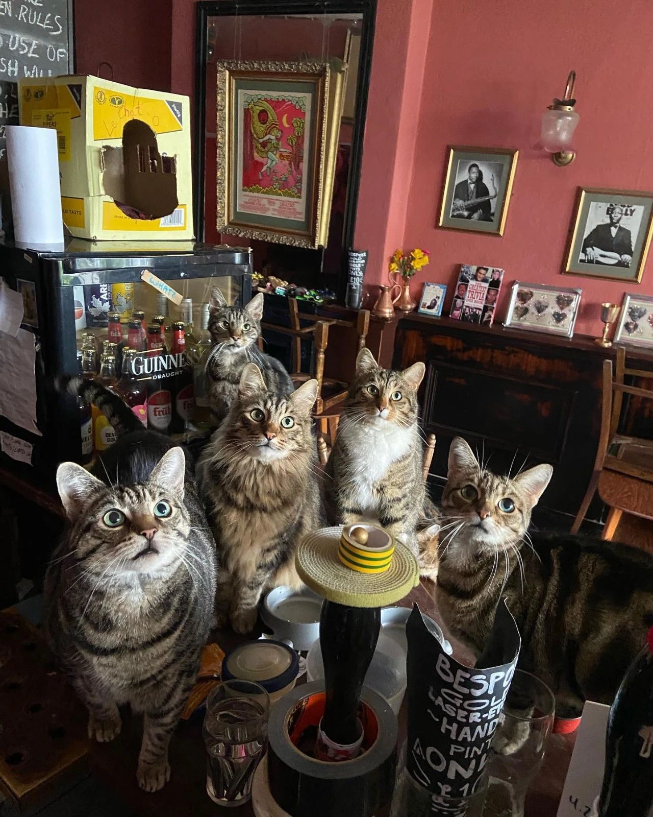我也想去这家猫咪酒吧让大狸花酒保给我来一杯猫薄荷莫吉托