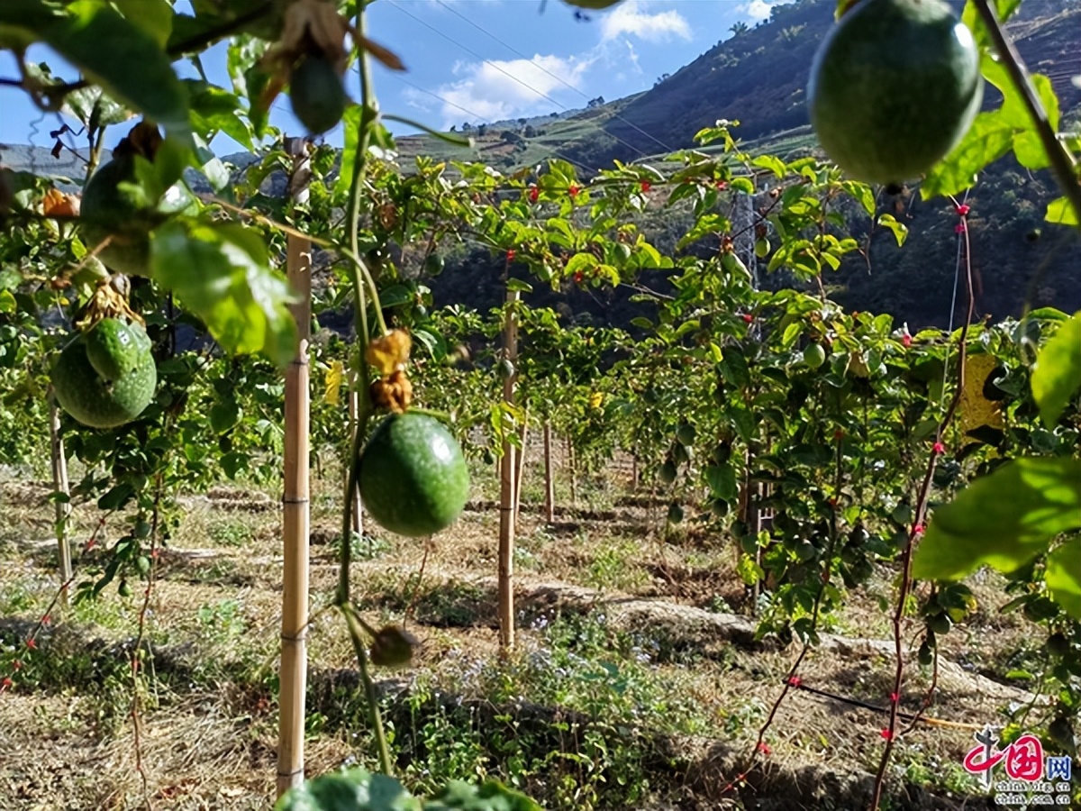 近年来,双柏县鄂嘉镇把发展农业产业作为带领群众致富的"源头活水"