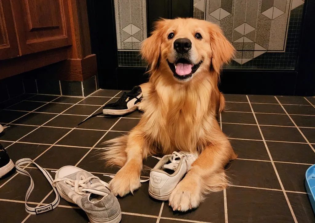 金毛喜欢闻臭鞋,吸完还一脸满足:越臭越香!_鞋子_闻才_执念