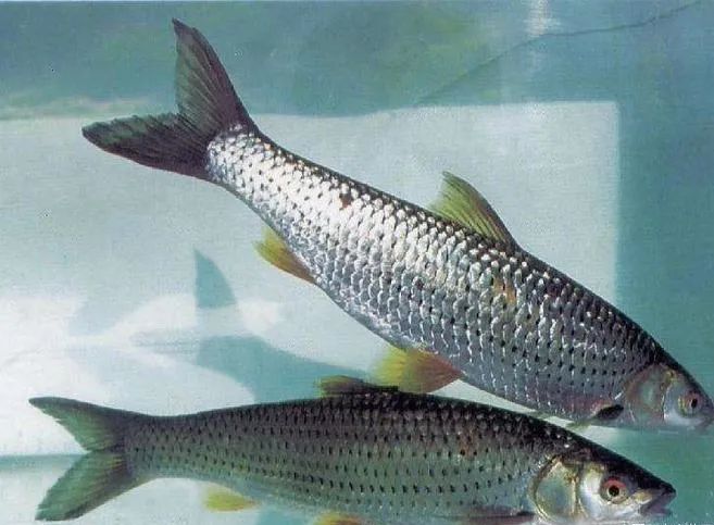 东北久负盛名的"三花五罗"——季花鱼(花骨)