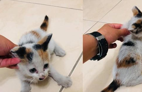 养猫会上瘾?主人家里已经养了11只猫,路遇2只三花猫依旧带回家 养猫会上瘾?主人家里已经养了11只猫,路遇2只三花猫依旧带回家