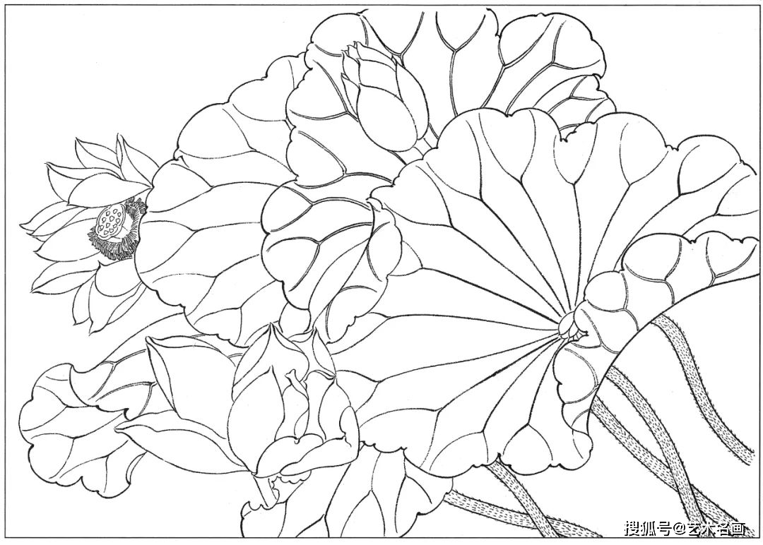 55幅白描荷花图