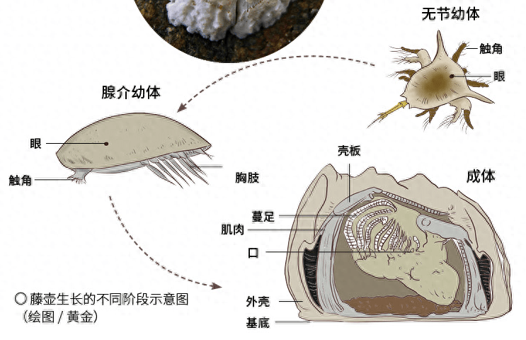 原创藤壶胶惊人秘密揭露海龟清理瞬间脱皮