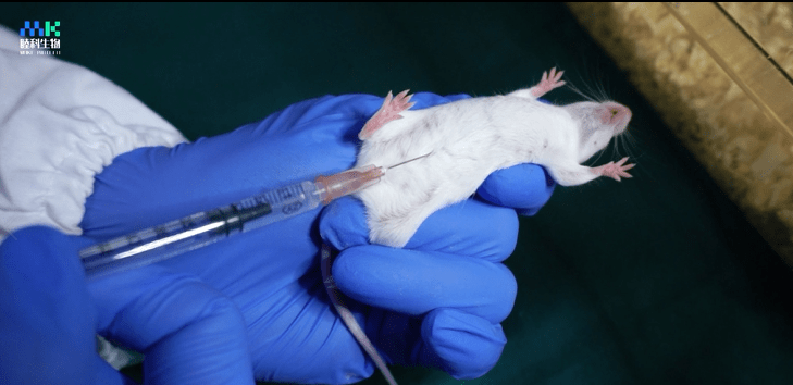 小鼠腹腔注射硫酸镁图片