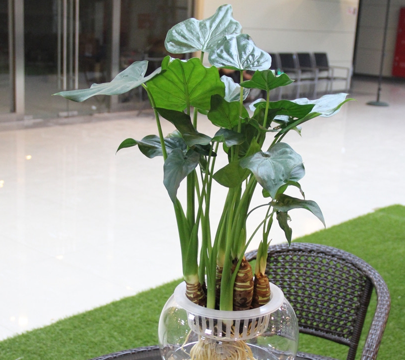 但是五色梅可以放在阳台上,它的想起能够去驱赶蚊子.1,五色梅