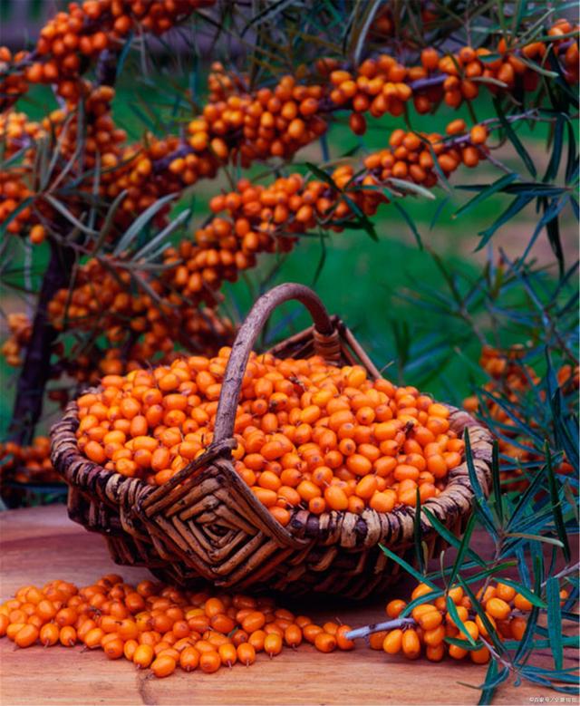 最护肝的水果,揭秘最护肝的神奇水果是它!_沙棘_原浆_产品