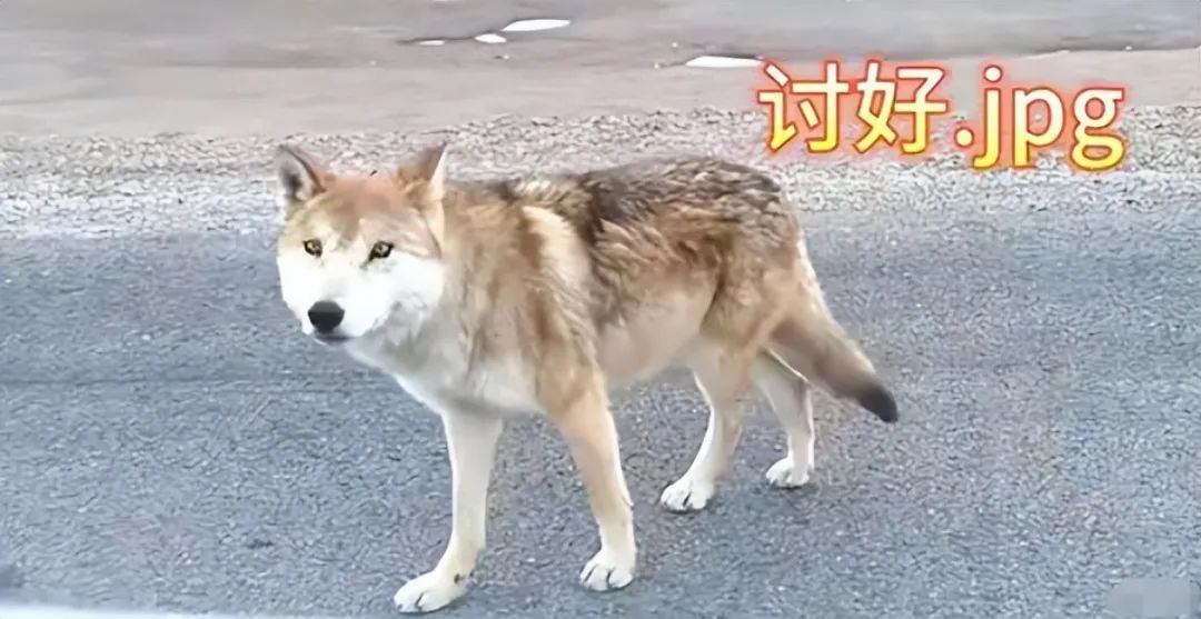 狼都受不了狼性文化?