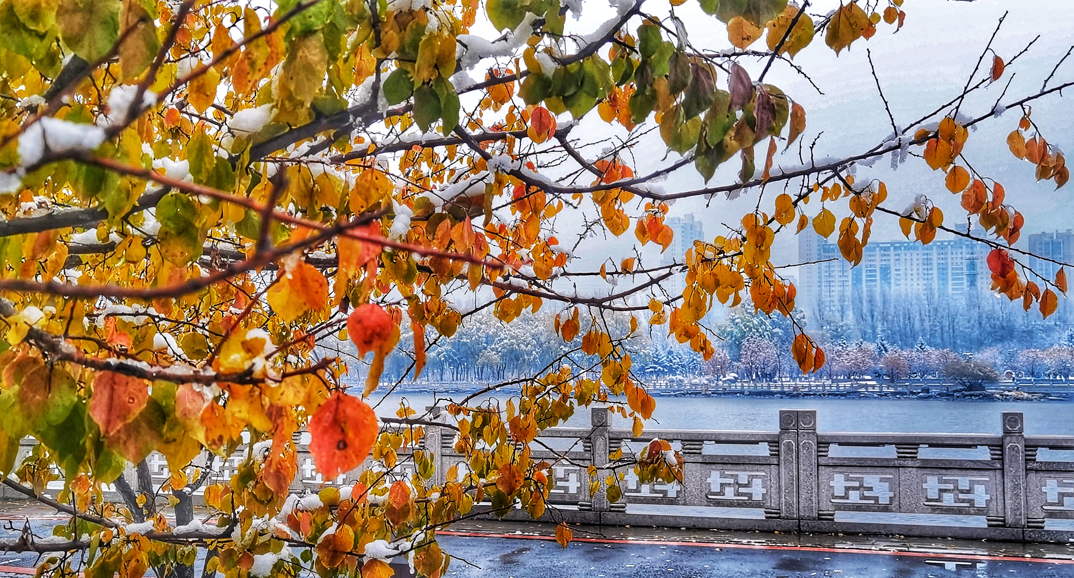 长春第一场雪景图片图片