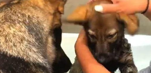 德国牧羊犬生了一个“独苗”，他对主人的态度改变了 