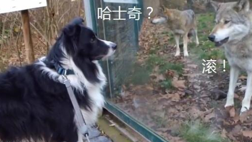 主人带边牧去看狼，它却把狼当成二哈，最后还跟对方吵起来 