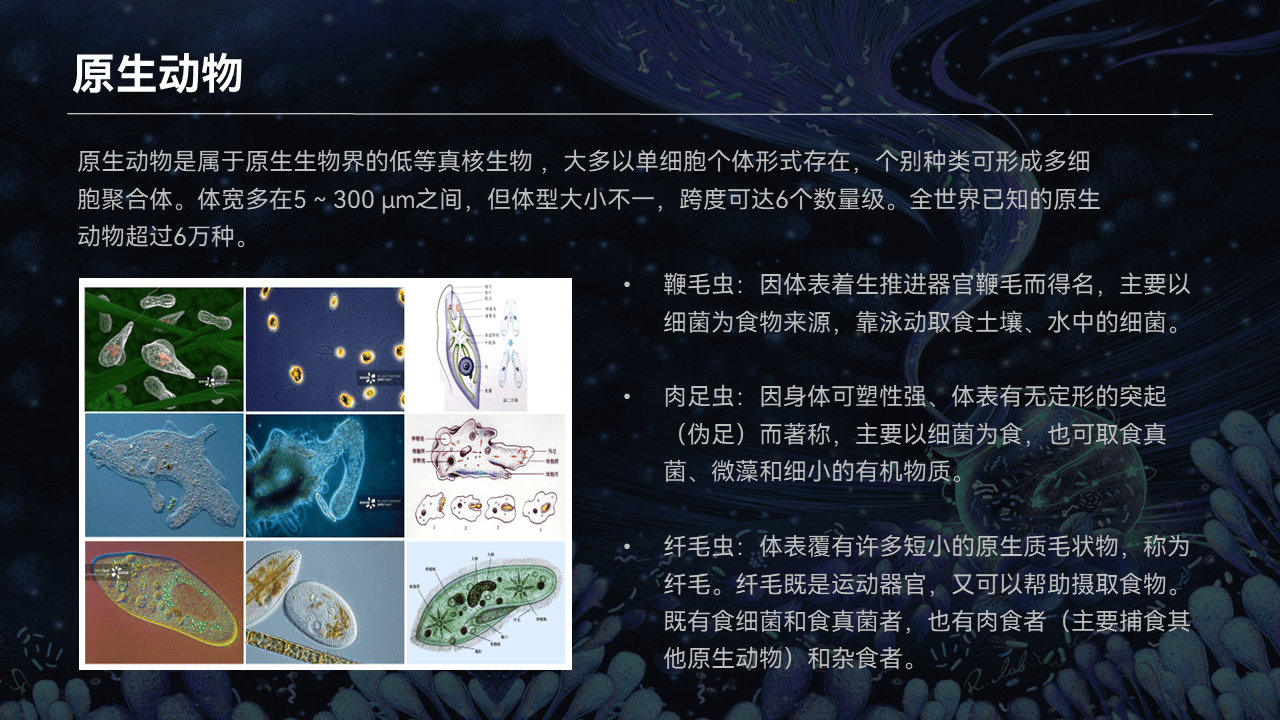 2~2毫米之间,例如螨虫,跳虫,线蚓;大型土壤动物,一般是在厘米级别