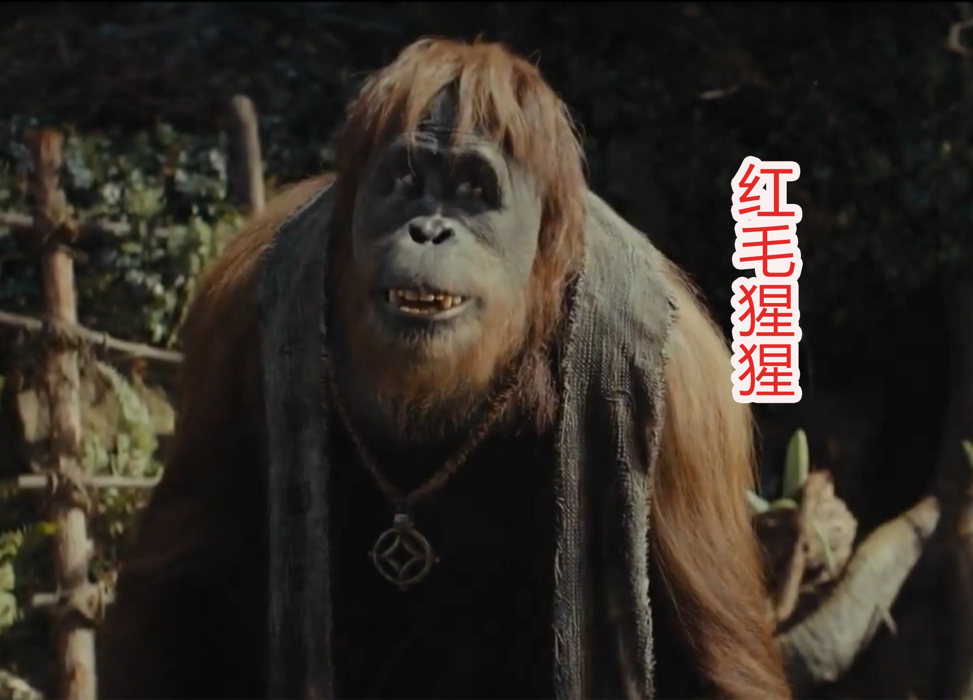 《猩球崛起》还有续集?第四部预告公布,主角变成凯撒的儿子?