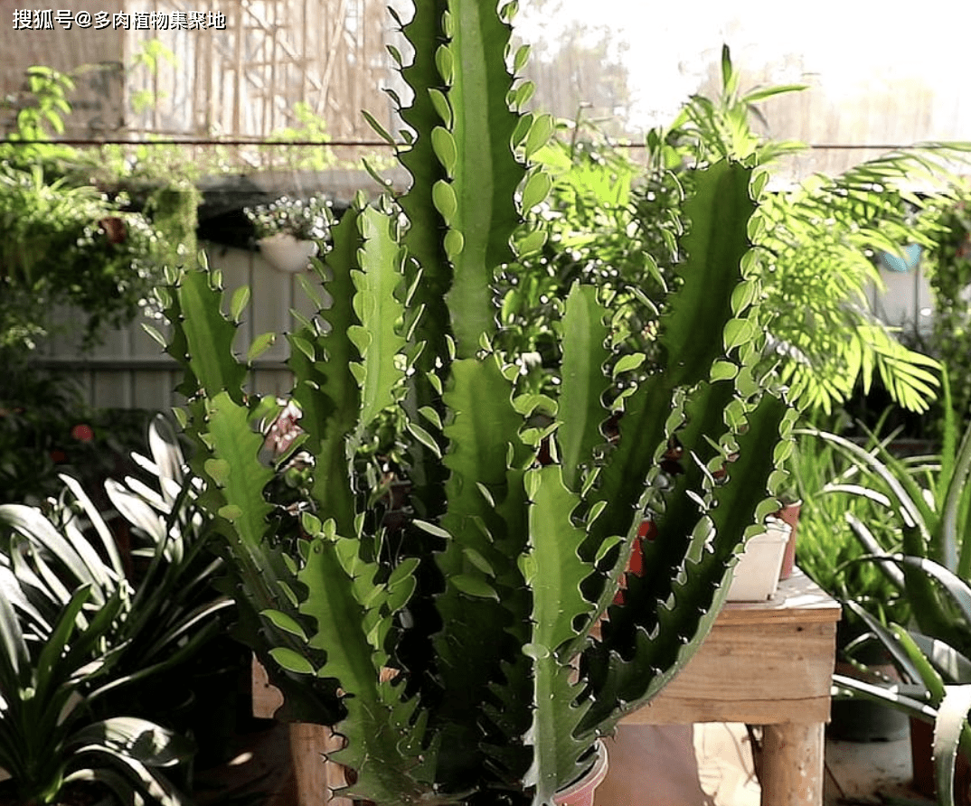 植物_寓意_龍骨