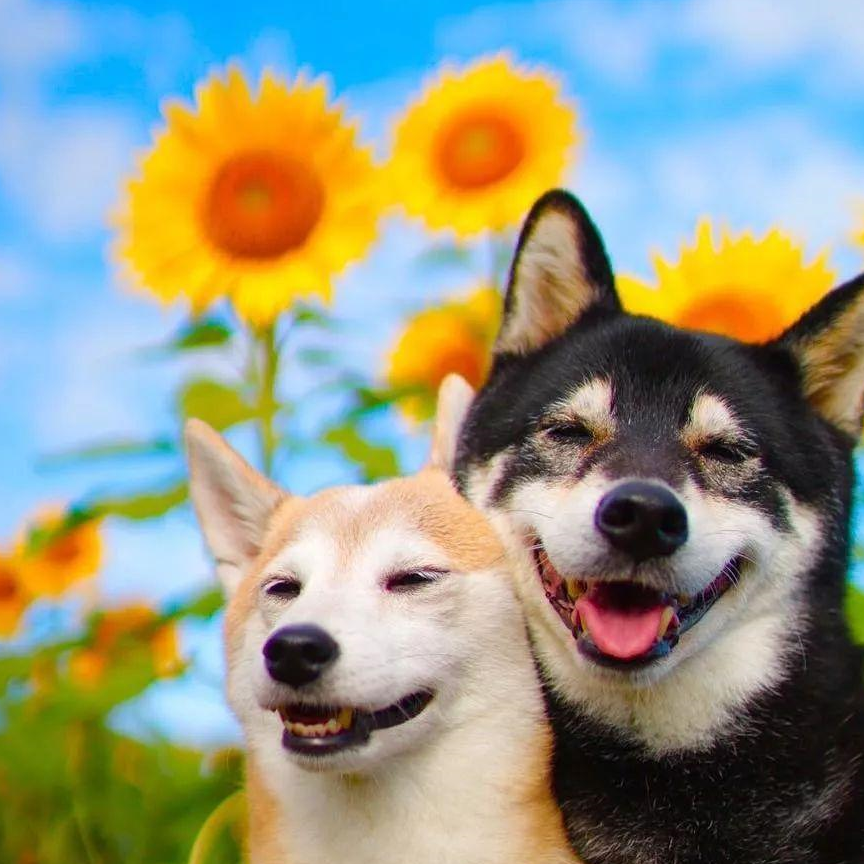 原创
            狗狗排便失禁该怎么办，柴犬哪里买，柴犬多少钱一只，柴犬_宠物