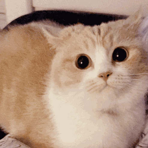 主人想跟猫咪击掌, 猫咪不肯, 主人掏出鱼干, 猫咪的举动笑哭主人 主人想跟猫咪击掌, 猫咪不肯, 主人掏出鱼干, 猫咪的举动笑哭主人