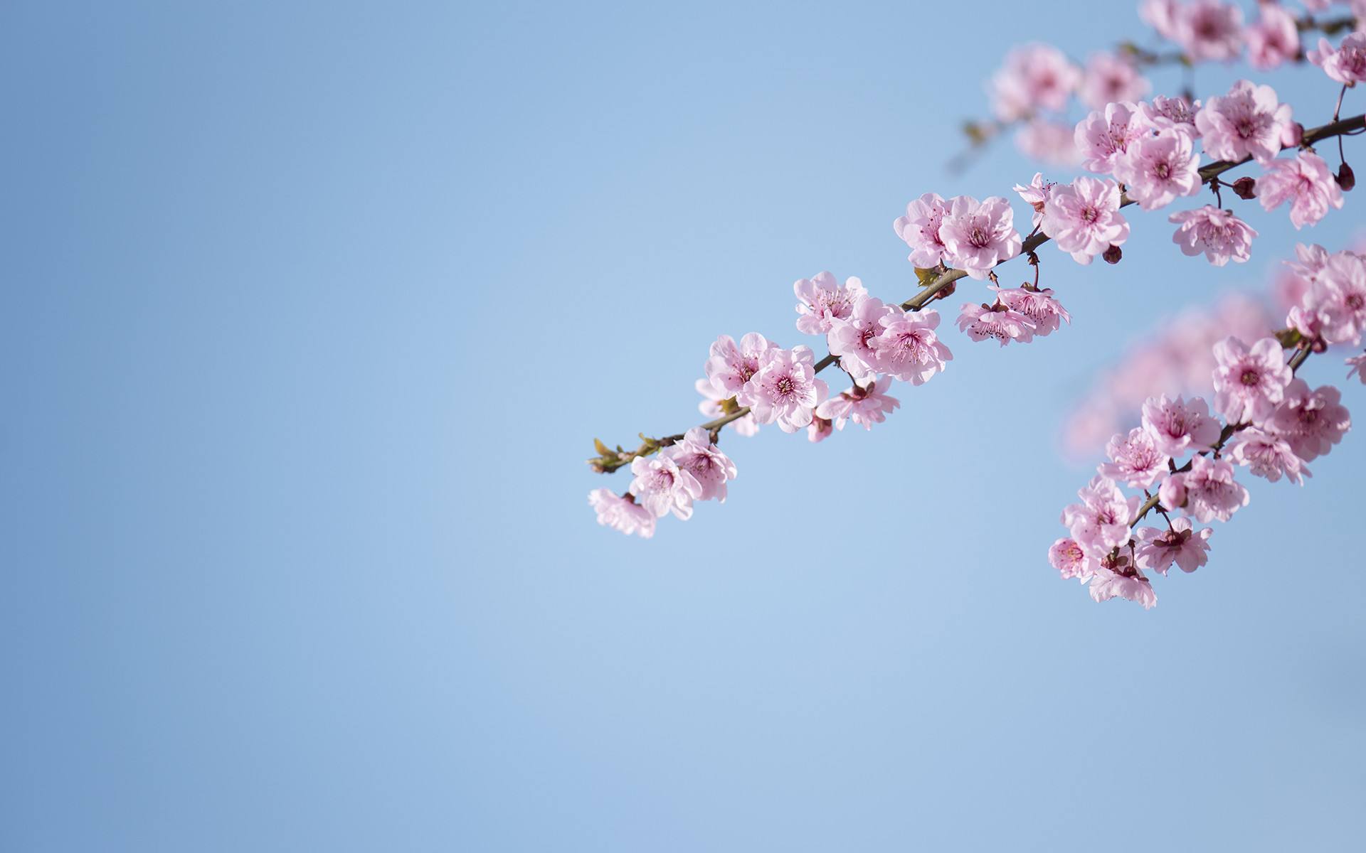 生肖馬生肖馬的人生活順心如意,福星高照,財神撐腰,財富就像彩虹,好運