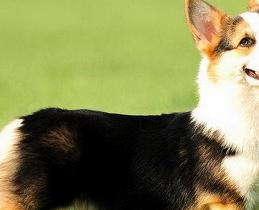 5大名贵又有气质的狗狗,沙皮狗上榜,你想要哪一只呢_阿沙瓦_我国_毛发