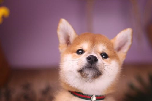 为什么关于柴犬的价格争议不断,柴犬到底多少钱?_血统_繁育_因为