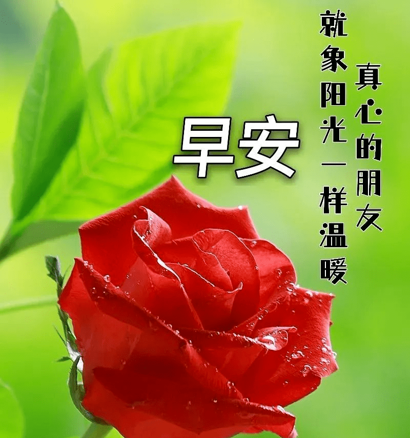 好友早安祝福图片图片