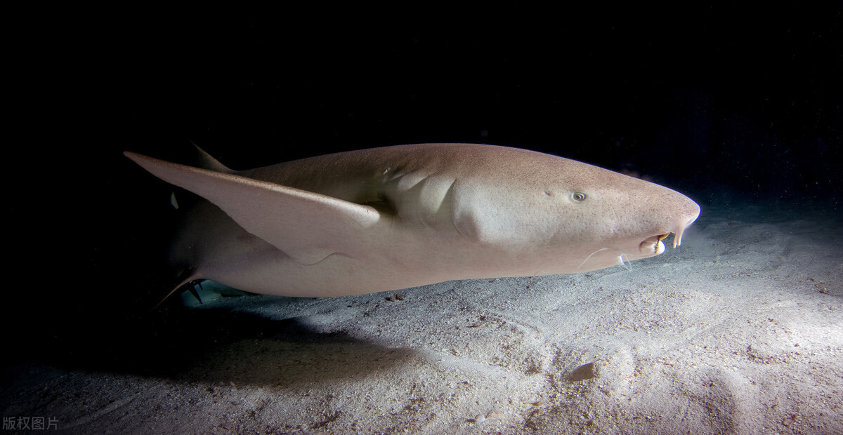 护士鲨的生活竟如此独特!_生物_时间_猎物