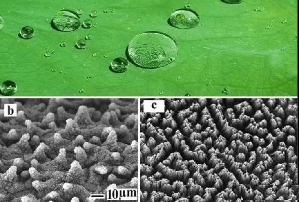"荷叶效应"超疏水防覆冰涂层分类简介