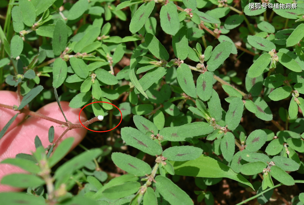 地锦草,又叫血见愁,奶浆草,有3大作用,农民朋友请及时了解!
