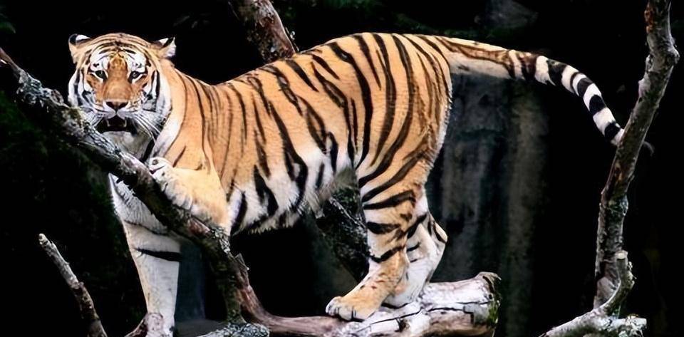 20世纪初出现食人虎,流窜两国吃掉436人,被击杀后才知吃人原因_老虎