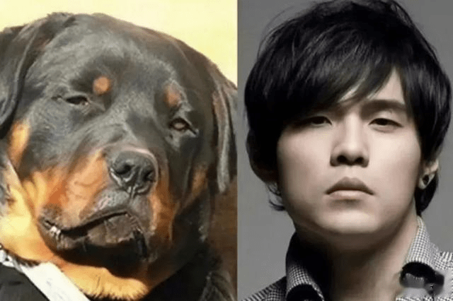 明星撞脸动物大盘点,周杰伦像罗威纳,黄宗泽像狐狸