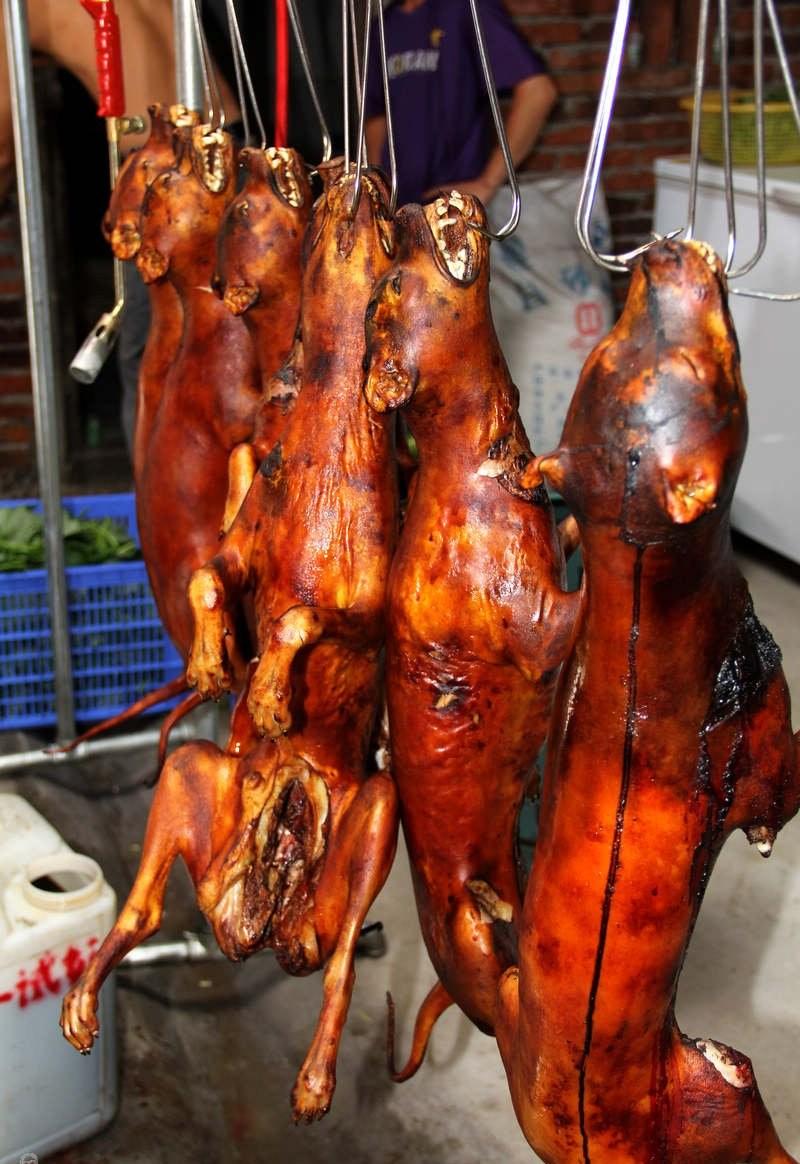 知青往事|我们是怎么吃田鼠,水蛇和狗的_村民_稻子_蔡狗