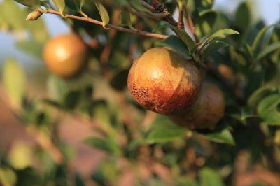 这种可以榨油的“油茶果”，一斤八十价值高，农民因为一点不敢种(图3)