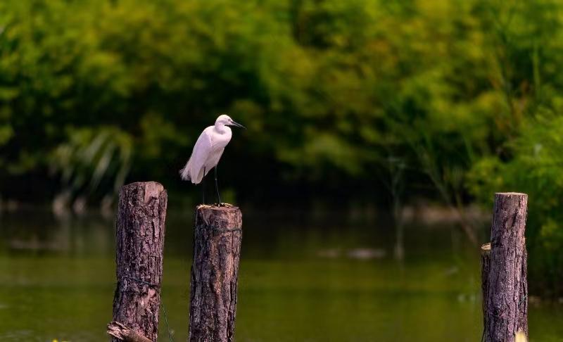 西溪湿地飞羽志愿服务队:赴一场秋天的约会_鸟类_为保护_知识