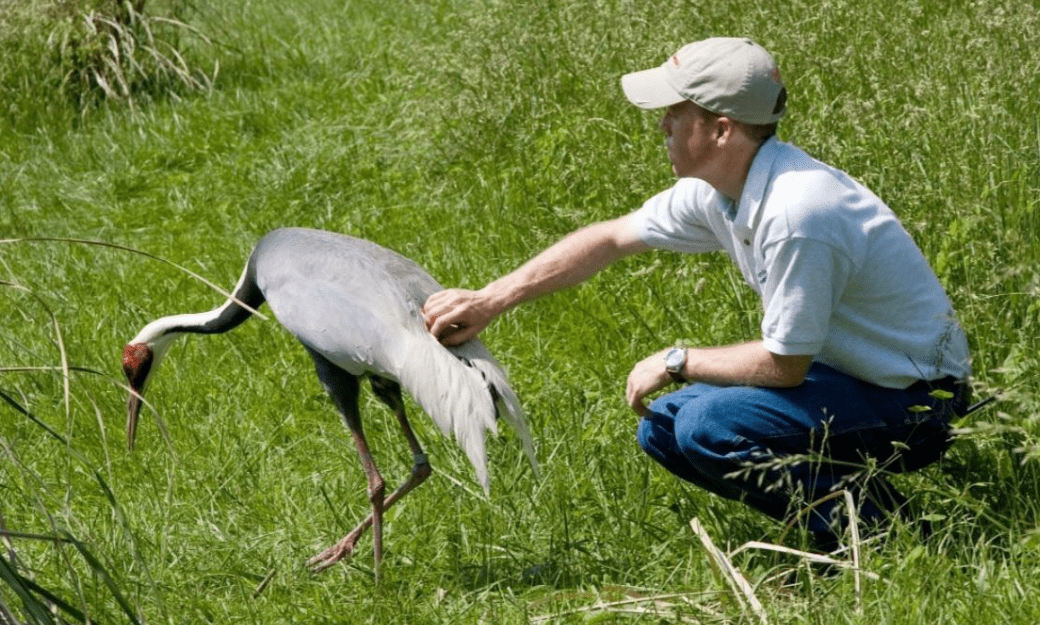 白枕鹤连杀2任丈夫,却向人类小伙求偶,一人一鸟相伴18年_胡桃_克罗