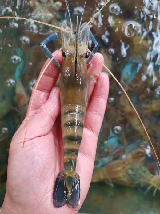 饲料选择:罗氏虾是杂食性动物,喜欢吃各种有机物和