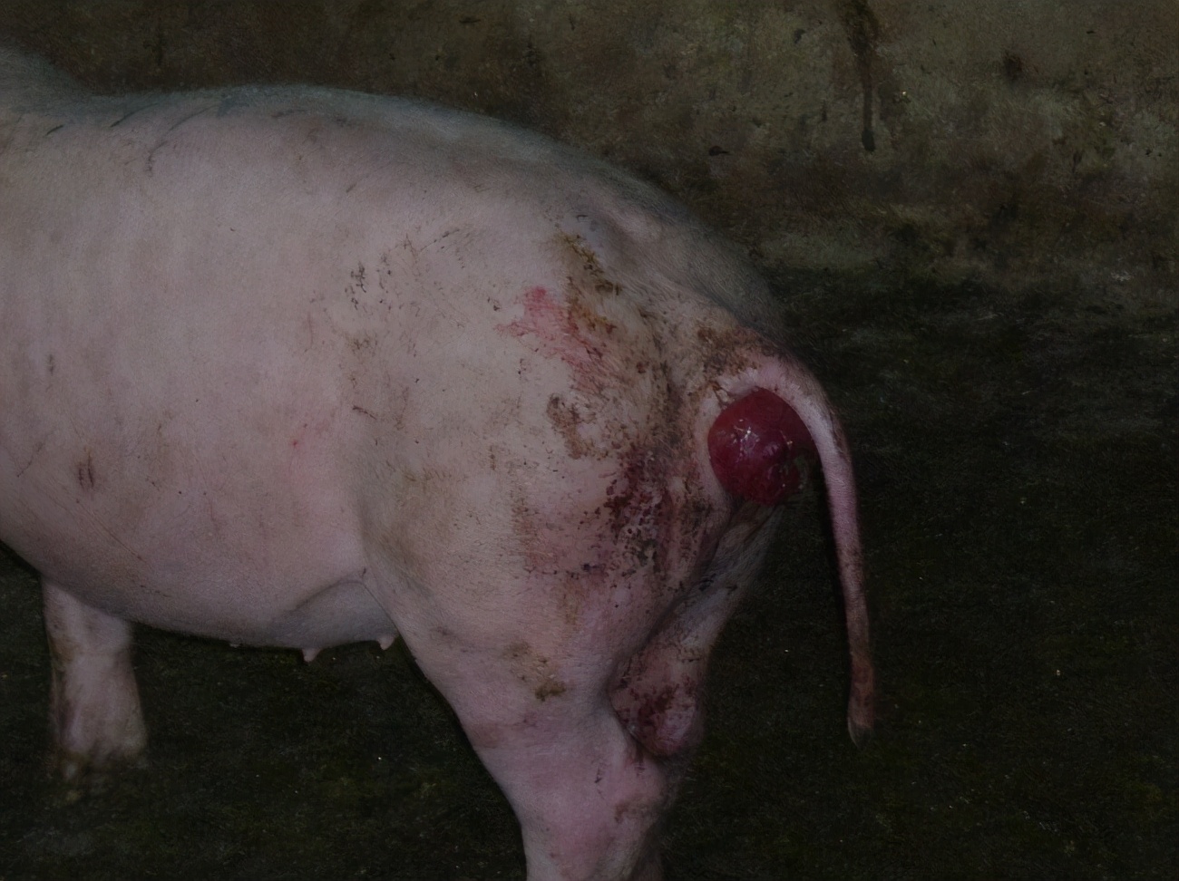 猪脱肛是怎么回事?一文来解决!